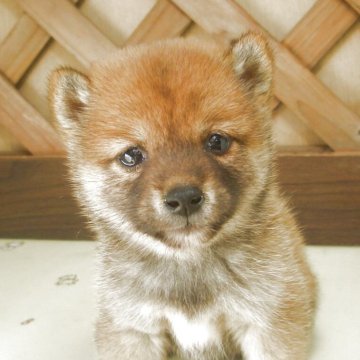 柴犬(豆柴)【茨城県・男の子・2025年8月31日・赤】の写真「元気いっぱいスクスク成長中　豆柴の女の子」