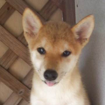 柴犬(標準サイズ)【茨城県・女の子・2025年5月1日・赤】の写真「父母ともに優秀血統の子犬　一見してください」