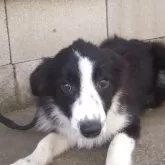 ボーダーコリー