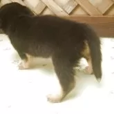 ミックス(ダックスフンド×柴犬)【茨城県・男の子・2025年8月30日・ブラック&タン】の写真4