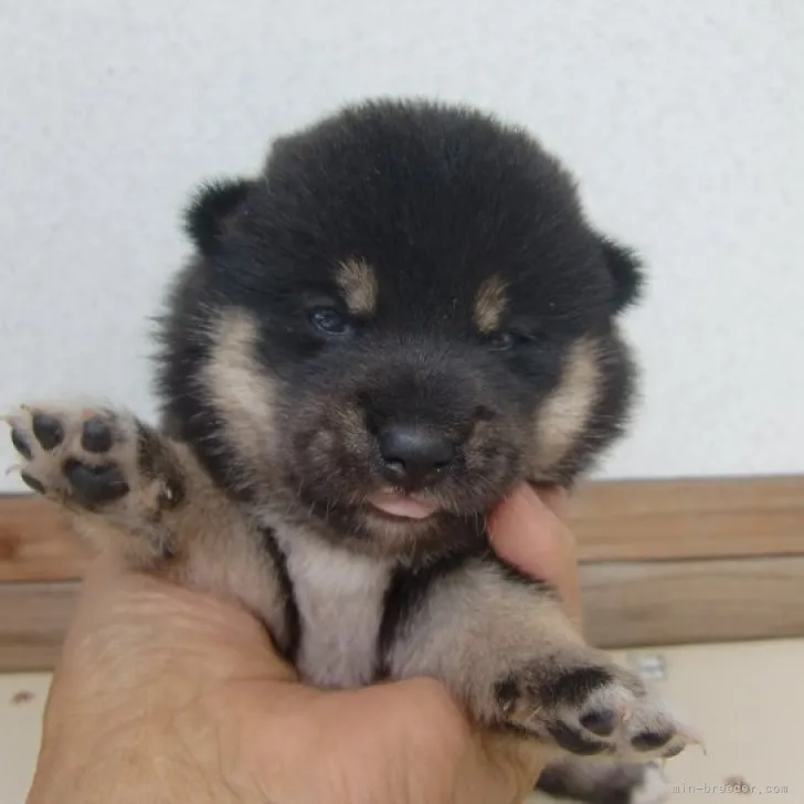 ID:2307-03333の子犬
