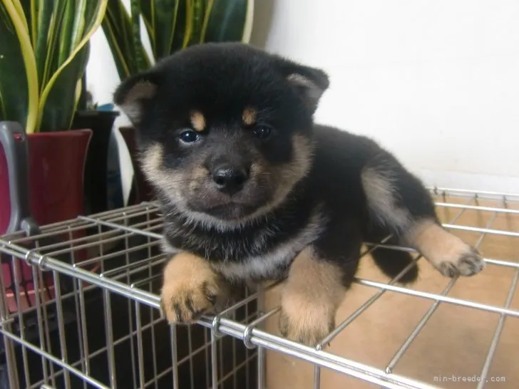 ID：2108-00820の子犬
