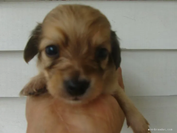 ID:2105-03391の子犬
