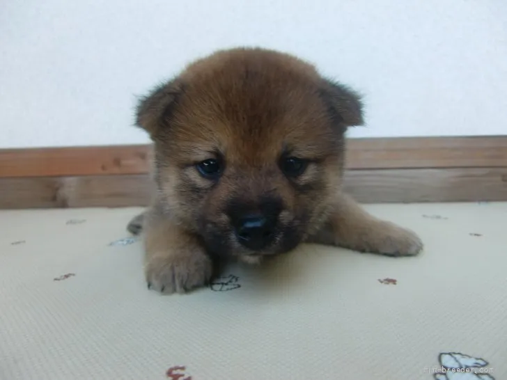 ID：2108-00819の子犬
