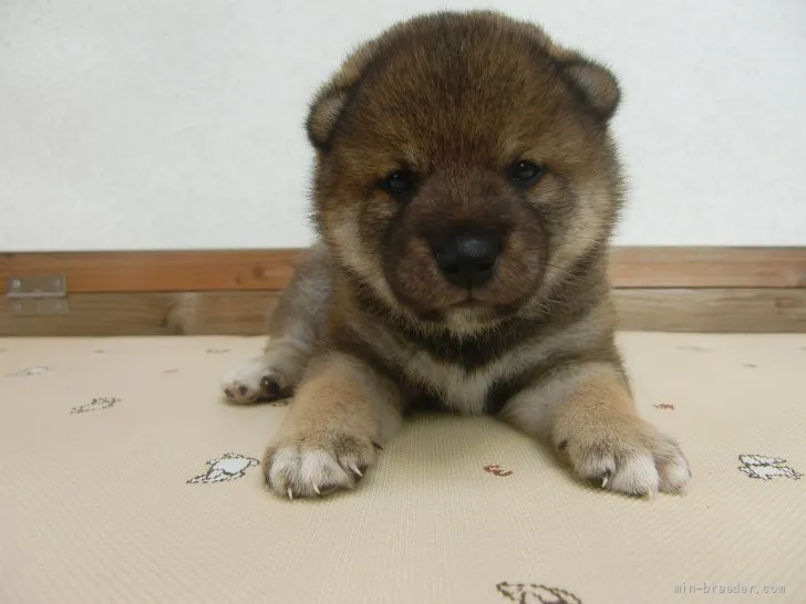 ID:2107-03514の子犬