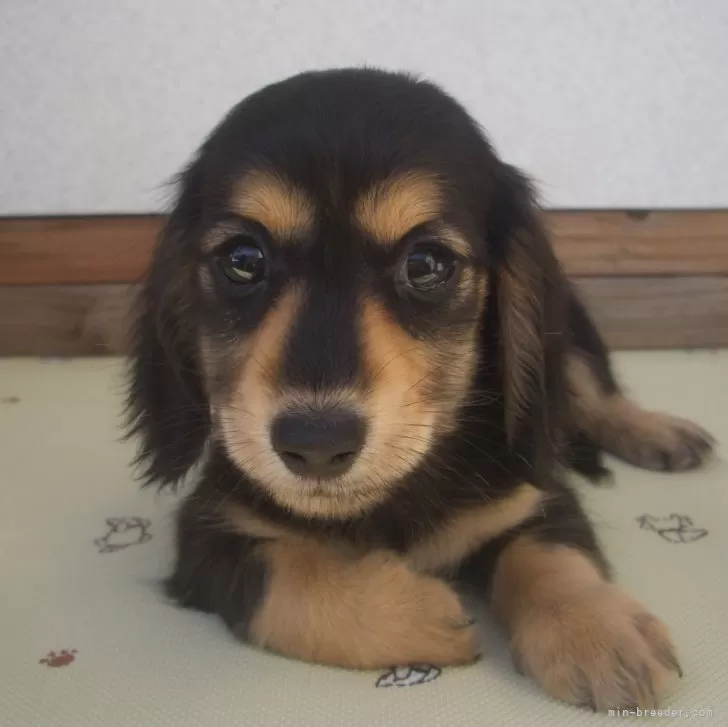 ID：2409-01789の子犬