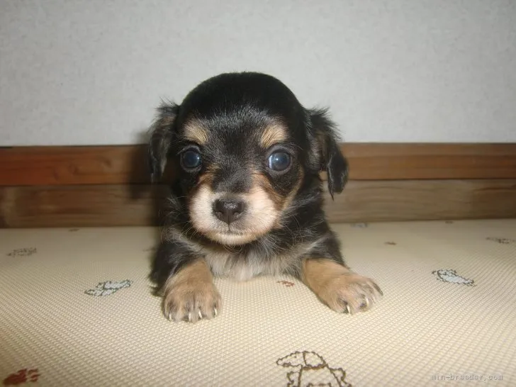 かおりん 様のお迎えした子犬