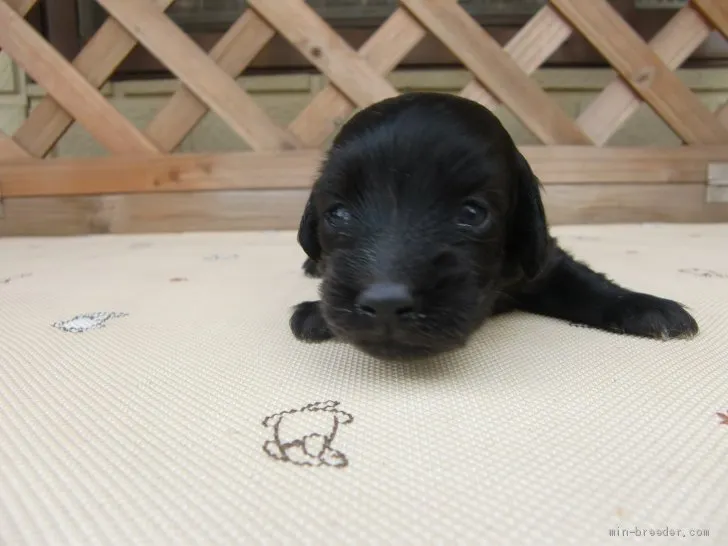 ID：2004-02120の子犬