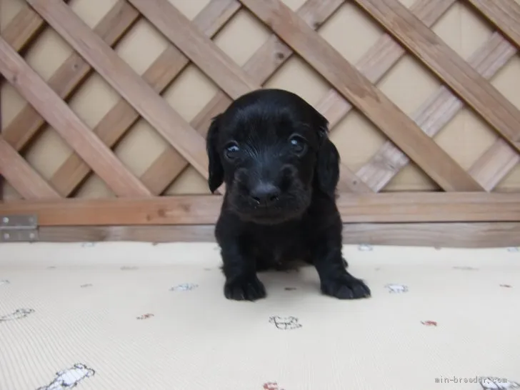 あっちゃん 様のお迎えした子犬