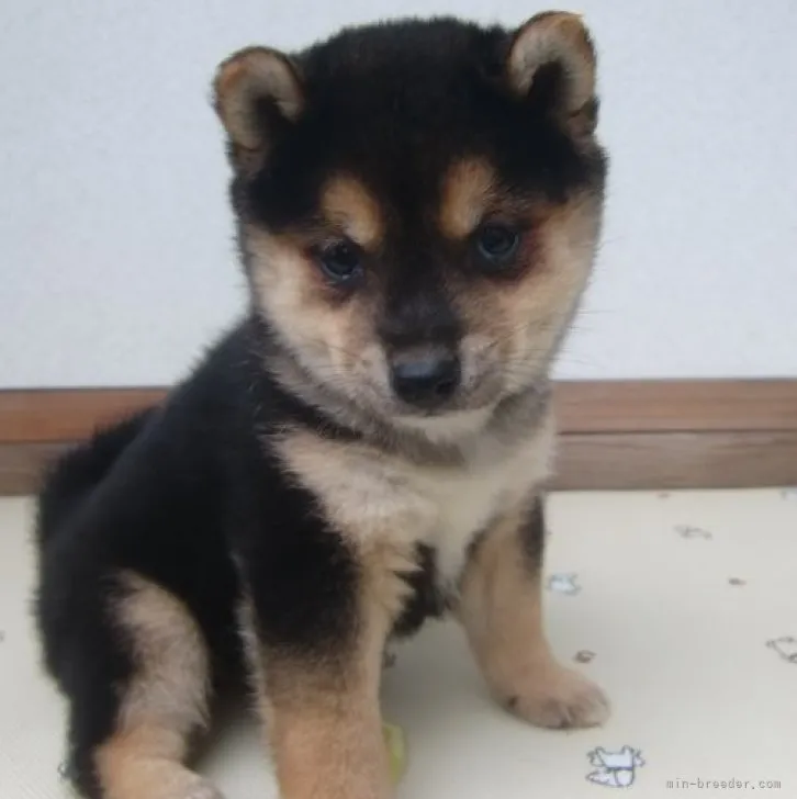ID:2311-02302の子犬
