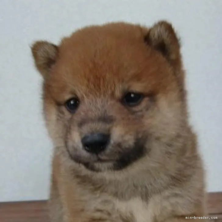YU 様のお迎えした子犬