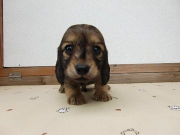 ミニチュアダックスフンド(ロング)【茨城県・男の子・2022年4月14日・シェーデッドイエロー】の写真「🌸【値下げ】2人兄妹のシェーデッドイエロー男の子」