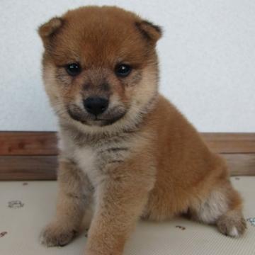 柴犬(豆柴)【茨城県・男の子・2022年5月25日・赤】の写真「【豆柴に仕上がればお買い得です。赤柴２兄弟】」