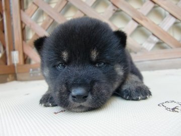 柴犬(豆柴)【茨城県・男の子・2020年9月8日・黒】の写真「父親：豆柴 　母親：豆柴認定犬　小型の柴犬予想」