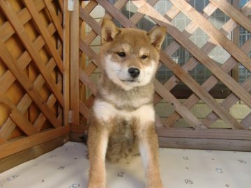 柴犬(標準サイズ)【茨城県・女の子・2019年9月3日・胡麻】の写真「◉お手頃価格　胡麻毛の女の子です」