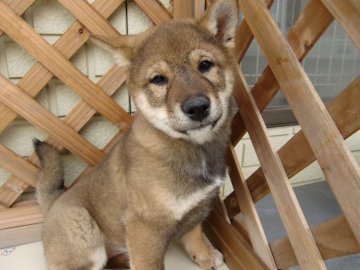 柴犬(標準サイズ)【茨城県・女の子・2019年2月16日・胡麻】の写真「希少価値大（非常に少ない毛色）」