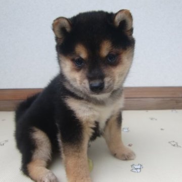 柴犬(豆柴)【茨城県・男の子・2022年2月18日・黒】の写真「【豆柴に仕上がればお買い得です。（黒柴３姉妹）】」