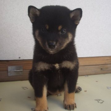柴犬(標準サイズ)【茨城県・女の子・2024年8月23日・黒】の写真「かわいい3頭兄妹元気いっぱい健康優良女の子」