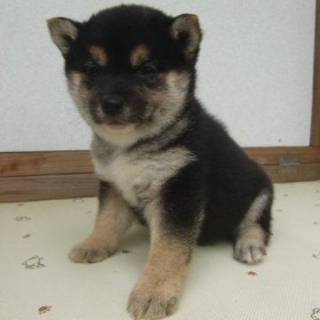 柴犬(豆柴)【茨城県・男の子・2022年2月18日・黒】の写真「【豆柴に仕上がればお買い得です。（黒柴３姉妹）】」
