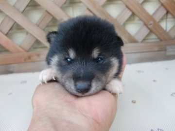 柴犬(標準サイズ)【茨城県・男の子・2019年9月3日・黒】の写真「黒毛の男の子、配色のよい子になるでしょう」