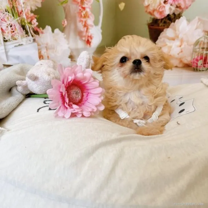 ID：2302-03858の子犬