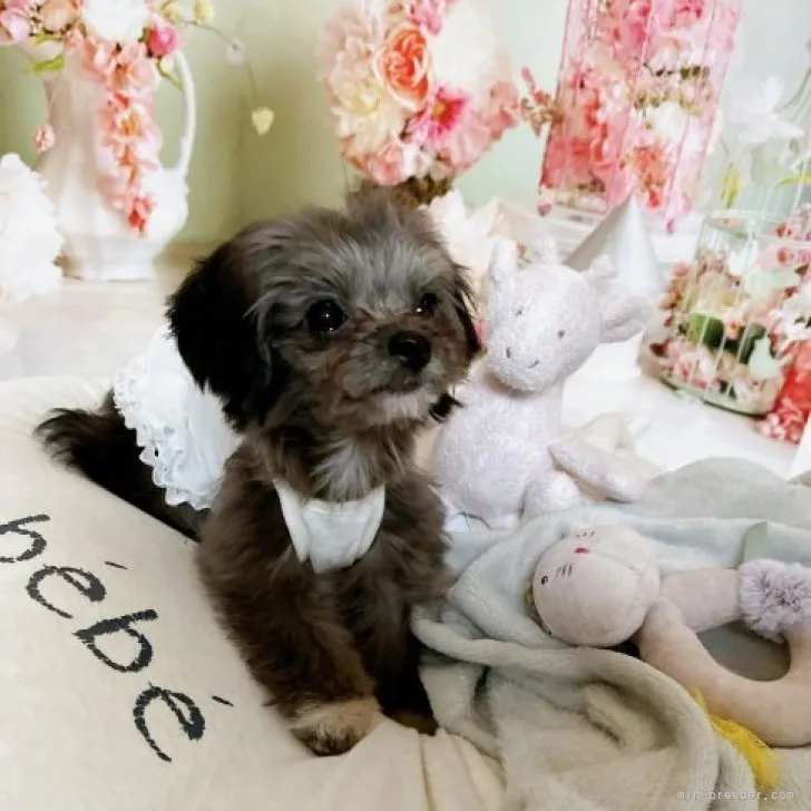 ID:2303-01857の子犬