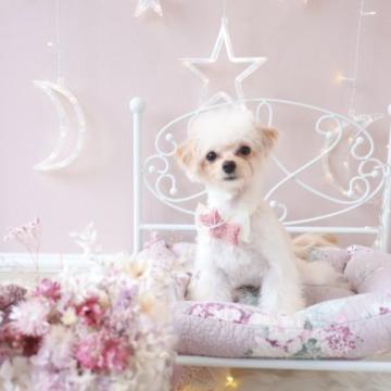 チワプー(チワワ×プードル)ミックス【広島県・女の子・2022年2月26日・クリーム系】の写真「小ぶりな女の子!!もう3ヶ月前から成長止まってます」