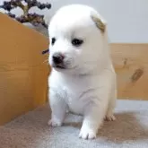豆柴
