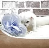 マルチーズ【埼玉県・男の子・2025年10月8日・ホワイト】の写真11