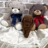 トイプードル(トイ)【埼玉県・女の子・2025年10月22日・レッド】の写真11