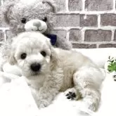 トイプードル(トイ)【埼玉県・男の子・2025年9月10日・ホワイト】の写真12