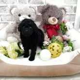 タイニープードル【埼玉県・女の子・2025年10月19日・ブラック】の写真13