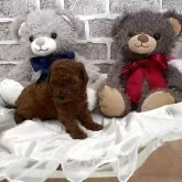 トイプードル(トイ)【埼玉県・女の子・2025年10月22日・レッド】の写真14