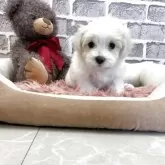 マルチーズ【埼玉県・女の子・2025年9月29日・ホワイト】の写真15