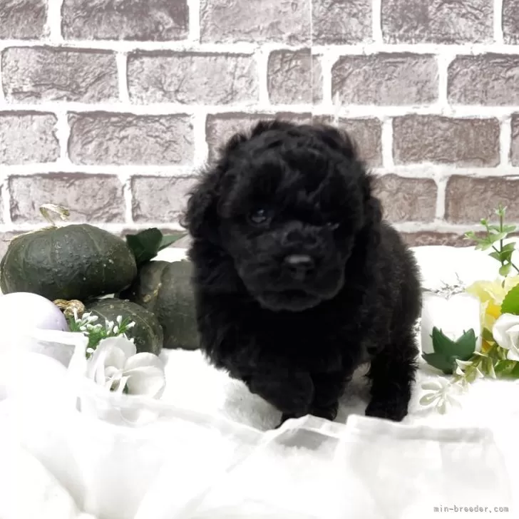 ID：2510-07443の子犬