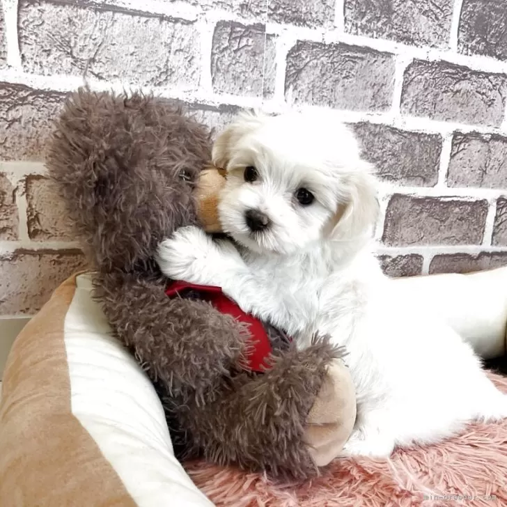 マルチーズ【埼玉県・女の子・2025年9月29日・ホワイト】の写真1「体重900g おっとりで大人しくて優しい顔立ちの女の子。ご飯をもりもり食べて元気に成長中です。」