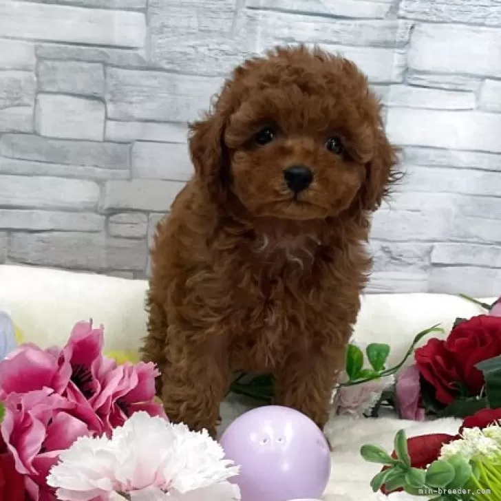 ID:2505-07589の子犬