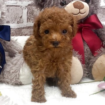 トイプードル(タイニー)【埼玉県・男の子・2025年11月5日・レッド】の写真「小柄で可愛い男の子😍」