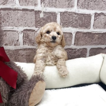 トイプードル(トイ)【埼玉県・女の子・2025年11月8日・クリーム】の写真「✨クリクリお目目の可愛い女の子💗」