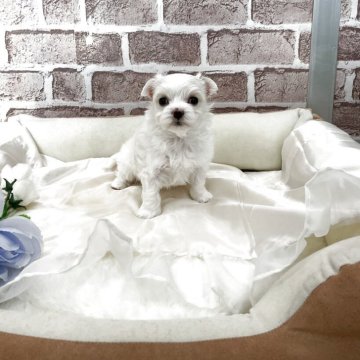 マルチーズ【埼玉県・女の子・2025年10月8日・ホワイト】の写真「クリクリお目目の可愛い女の子✨✨」