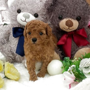 トイプードル(タイニー)【埼玉県・女の子・2025年10月19日・レッド】の写真「おっとり系の可愛い女の子🥰」