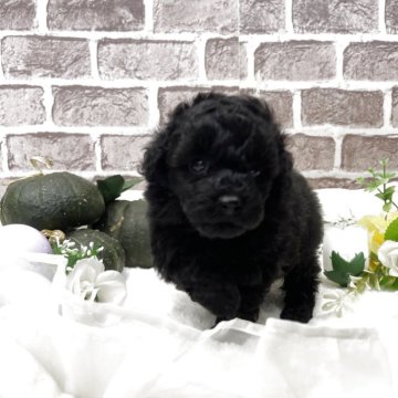 タイニープードル【埼玉県・男の子・2025年9月10日・ブラック】の写真「小柄でおっとりな男の子♪」