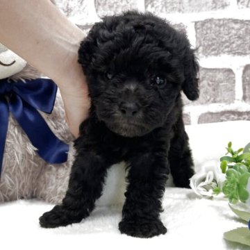 タイニープードル【埼玉県・女の子・2025年9月10日・シルバー】の写真「可愛い顔立ちのシルバーの女の子🌟🌟」