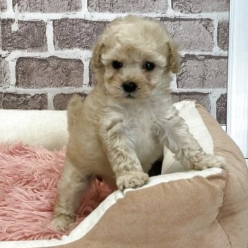 タイニープードル【埼玉県・女の子・2026年2月21日・クリーム】の写真「💖小柄で可愛いプリンセス💖💖」