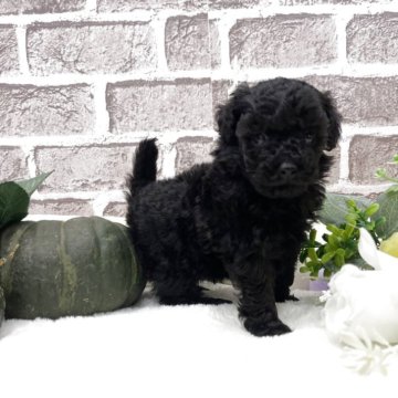 タイニープードル【埼玉県・女の子・2025年9月10日・ブラック】の写真「とても小柄で可愛い女の子🌟🌟」