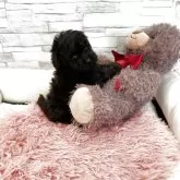ティーカッププードル