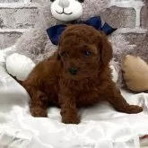 トイプードル(トイ)【埼玉県・女の子・2025年10月22日・レッド】の写真1「現在の体重610g ご飯をたくさん食べて元気に成長中。」