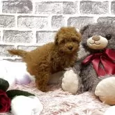 タイニープードル