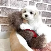 マルチーズ【埼玉県・女の子・2025年9月29日・ホワイト】の写真3