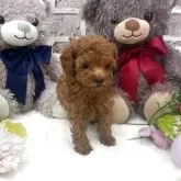 タイニープードル【埼玉県・男の子・2025年11月5日・レッド】の写真6